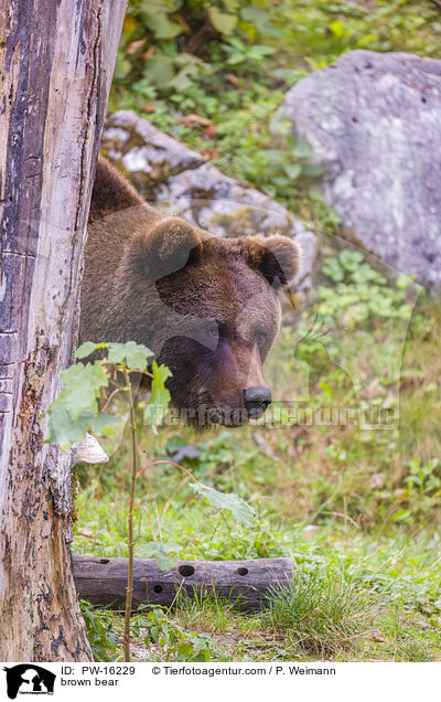 Europischer Braunbr / brown bear / PW-16229