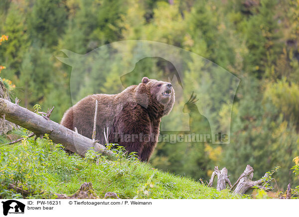brown bear / PW-16231