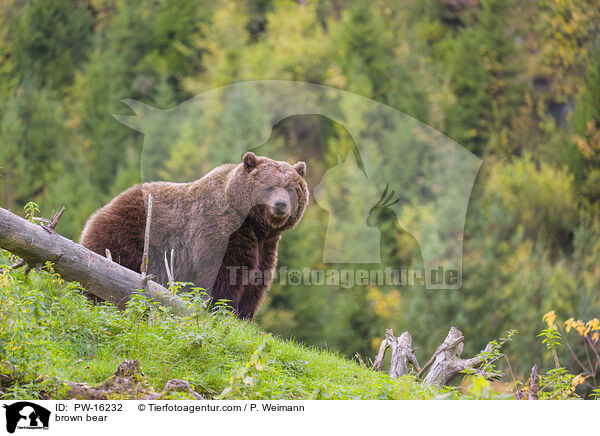 brown bear / PW-16232