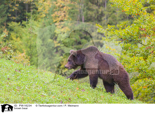 Europischer Braunbr / brown bear / PW-16234