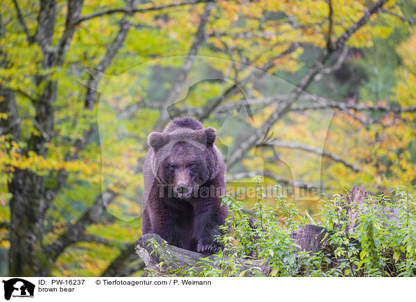 brown bear / PW-16237