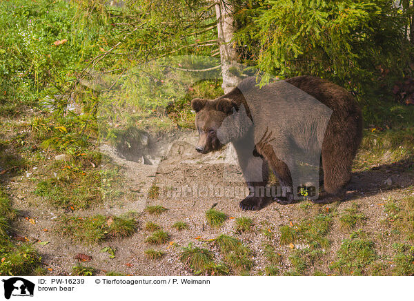 brown bear / PW-16239