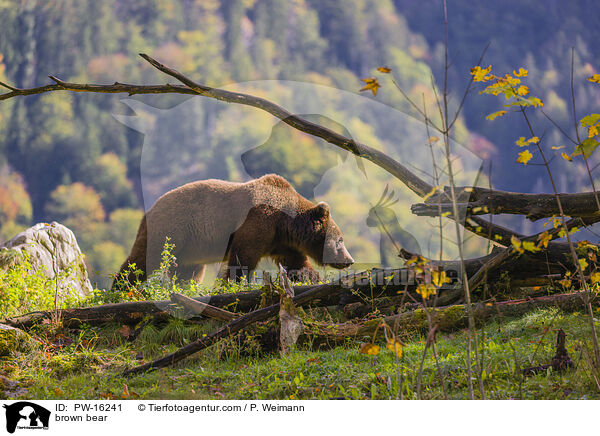 Europischer Braunbr / brown bear / PW-16241