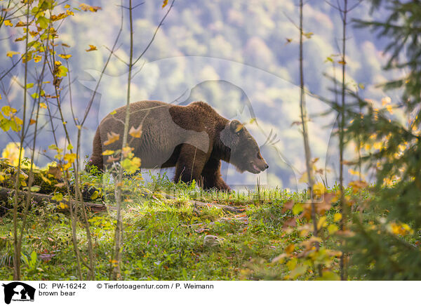 brown bear / PW-16242