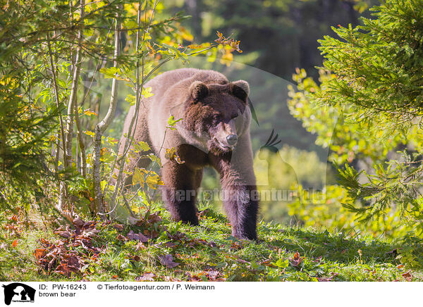 Europischer Braunbr / brown bear / PW-16243