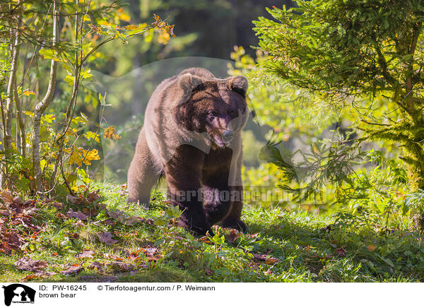 Europischer Braunbr / brown bear / PW-16245