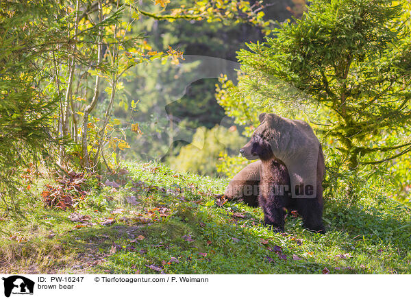 brown bear / PW-16247
