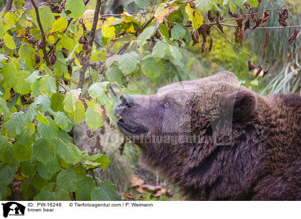 brown bear / PW-16248