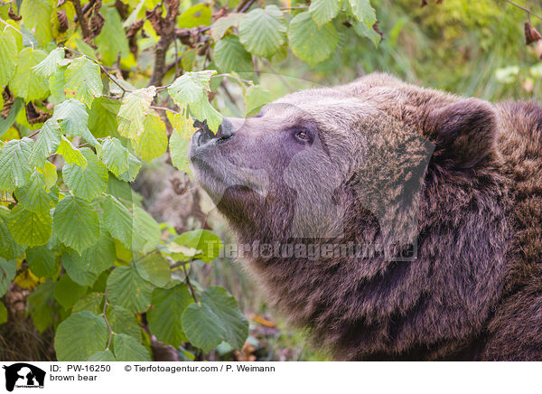 Europischer Braunbr / brown bear / PW-16250