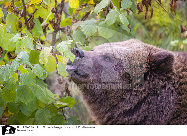 brown bear / PW-16251