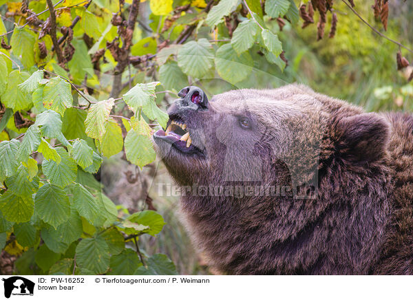brown bear / PW-16252