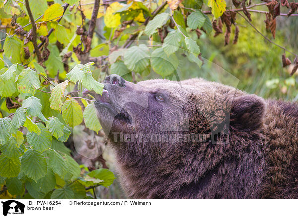 brown bear / PW-16254