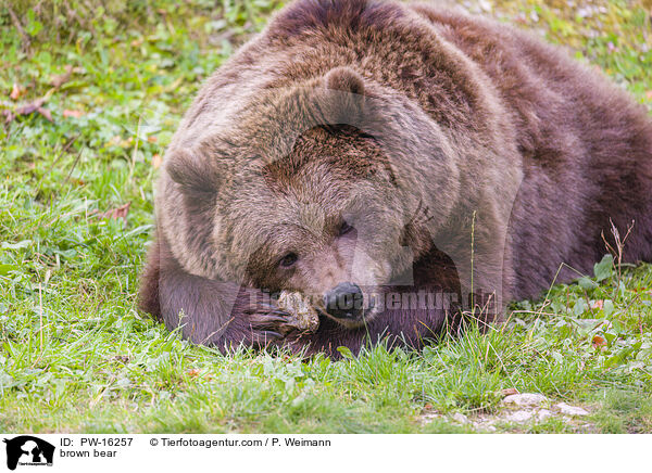 Europischer Braunbr / brown bear / PW-16257