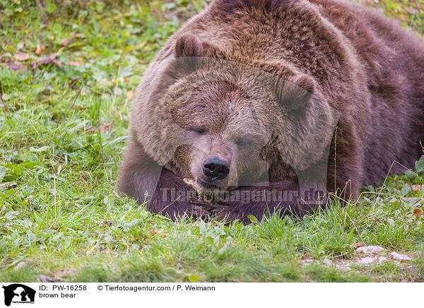 Europischer Braunbr / brown bear / PW-16258