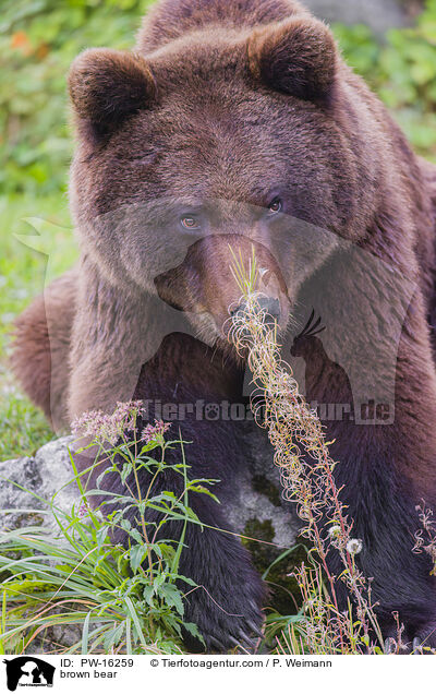 brown bear / PW-16259