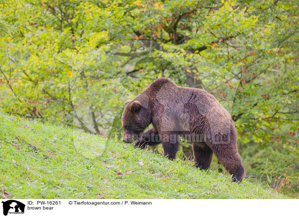 brown bear / PW-16261