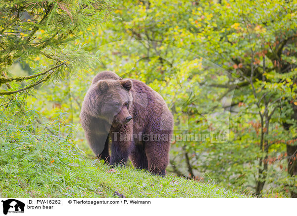 Europischer Braunbr / brown bear / PW-16262