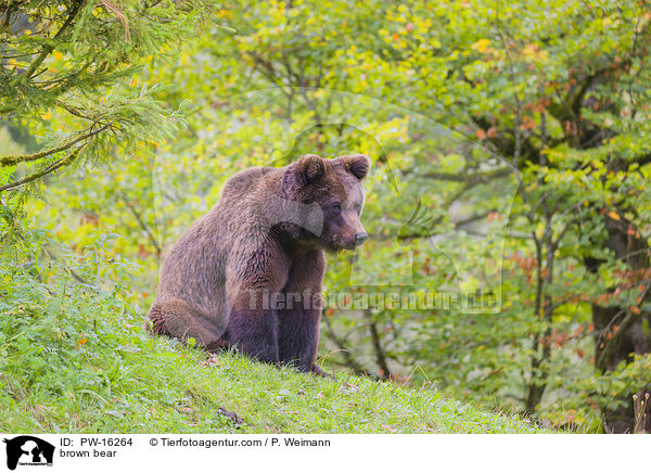 brown bear / PW-16264