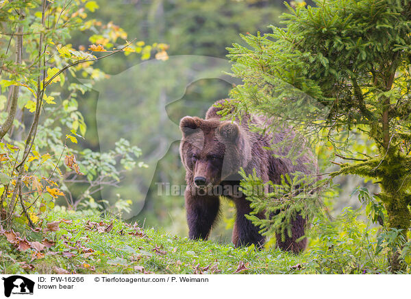Europischer Braunbr / brown bear / PW-16266