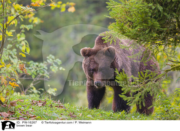 brown bear / PW-16267