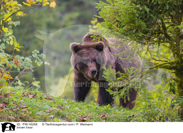 Europischer Braunbr / brown bear / PW-16268