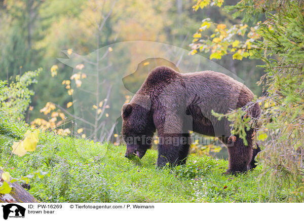 brown bear / PW-16269