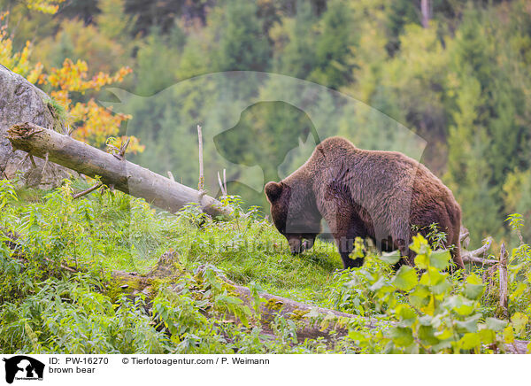 Europischer Braunbr / brown bear / PW-16270