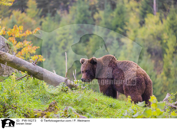 brown bear / PW-16273