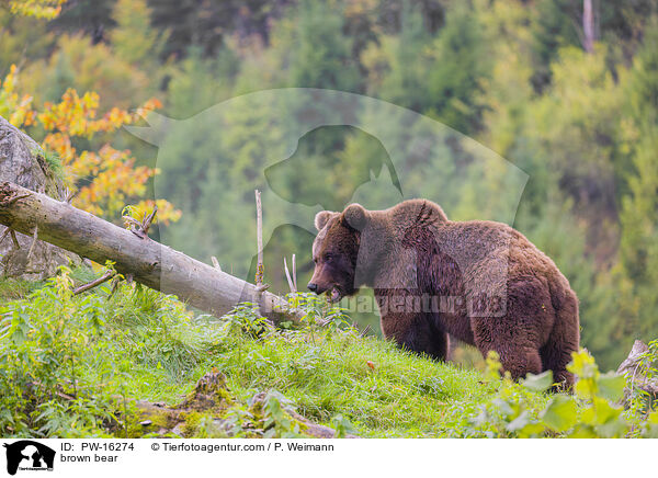 brown bear / PW-16274