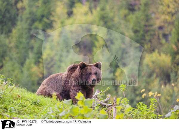Europischer Braunbr / brown bear / PW-16276