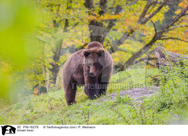 Europischer Braunbr / brown bear / PW-16278