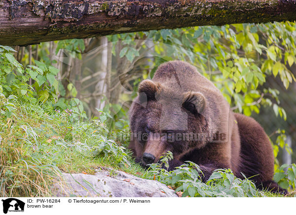 brown bear / PW-16284