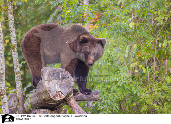 Europischer Braunbr / brown bear / PW-16285