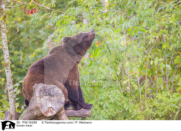 Europischer Braunbr / brown bear / PW-16286