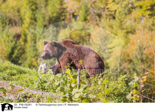 Europischer Braunbr / brown bear / PW-16291