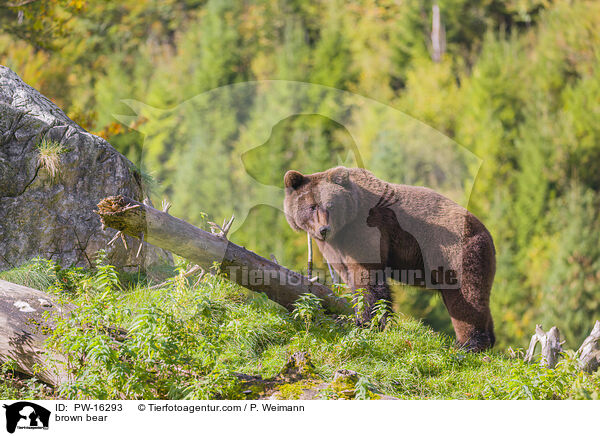 Europischer Braunbr / brown bear / PW-16293