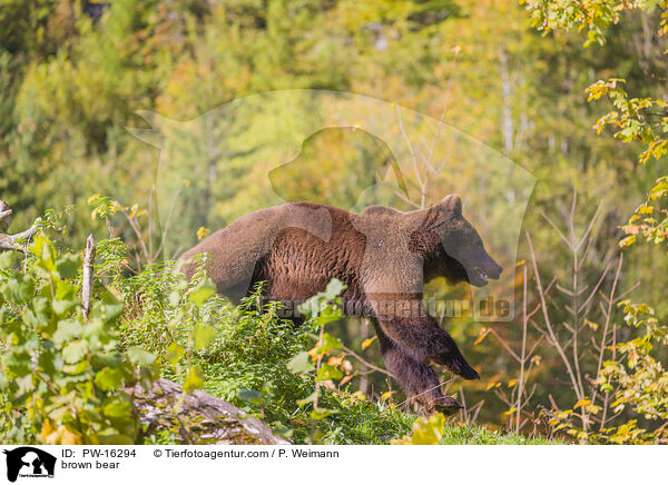 Europischer Braunbr / brown bear / PW-16294