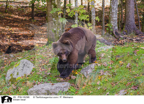 Europischer Braunbr / brown bear / PW-16296
