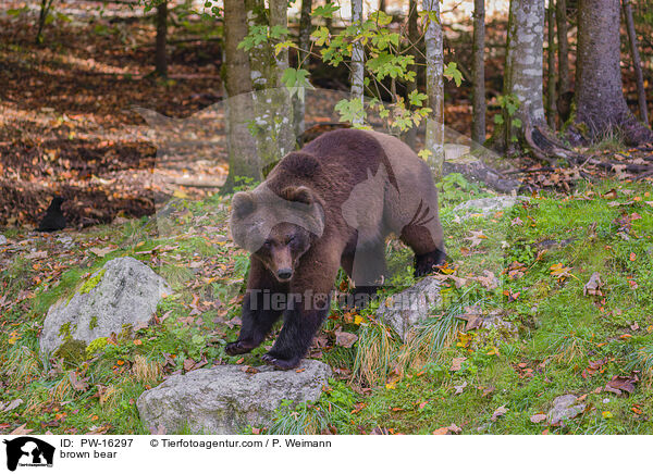 Europischer Braunbr / brown bear / PW-16297