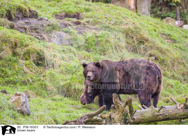 Europische Braunbren / brown bears / PW-16301