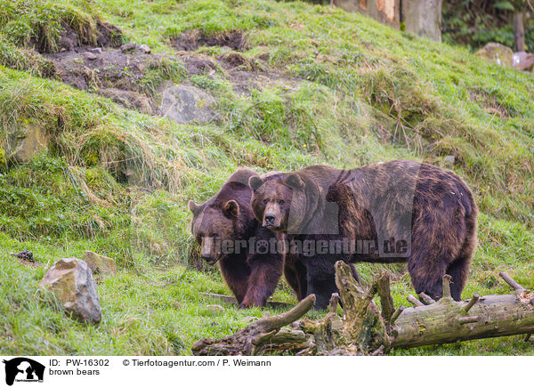Europische Braunbren / brown bears / PW-16302