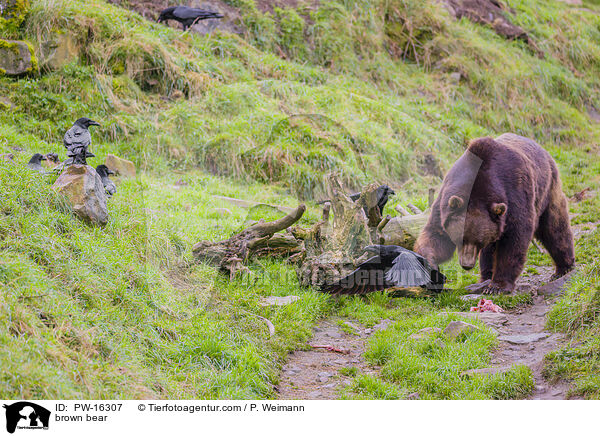 Europischer Braunbr / brown bear / PW-16307