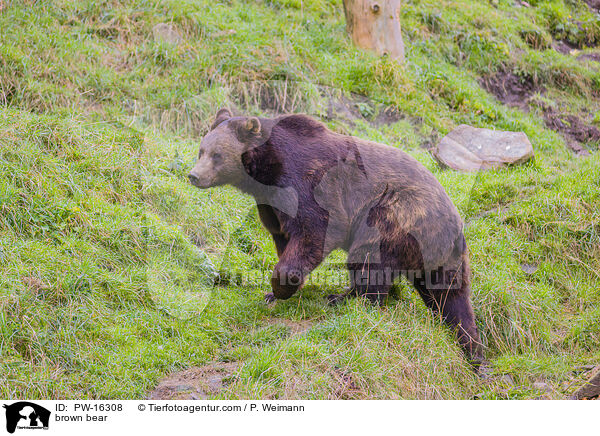 brown bear / PW-16308