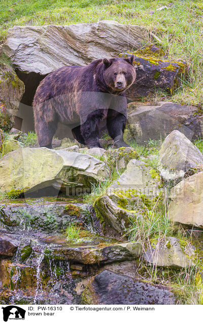 Europischer Braunbr / brown bear / PW-16310