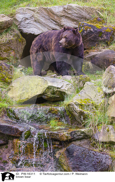 Europischer Braunbr / brown bear / PW-16311