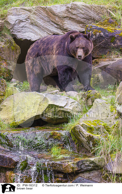Europischer Braunbr / brown bear / PW-16312