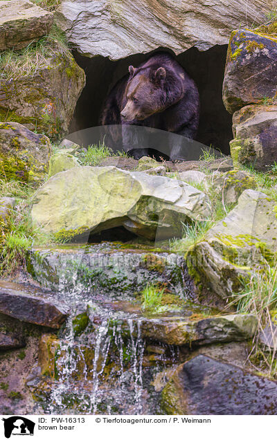 brown bear / PW-16313