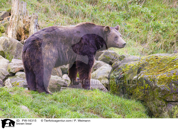 brown bear / PW-16315