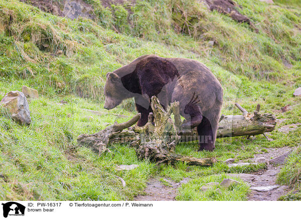 Europischer Braunbr / brown bear / PW-16317