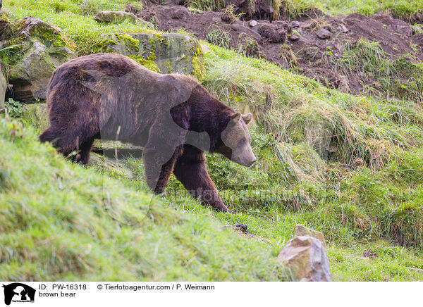 Europischer Braunbr / brown bear / PW-16318